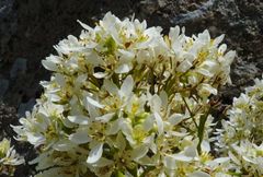 Megacarpaea orbiculata