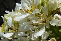 Megacarpaea orbiculata