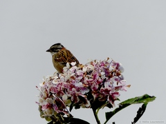 Zonotrichia capensis