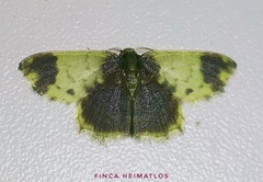 Hydata pellucidaria versifusa