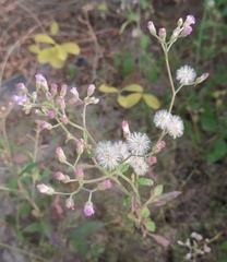 Angiospermae