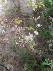 Angiospermae