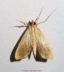 Anarmodia