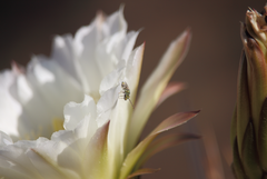 Caenohalictus rostraticeps