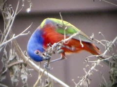 Passerina ciris image