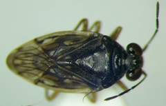 Saldula opacula