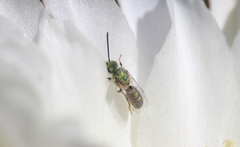 Caenohalictus rostraticeps