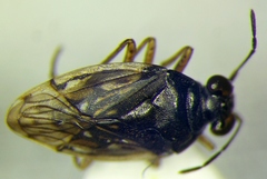 Saldula opacula