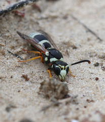 Pseudepipona beckeri