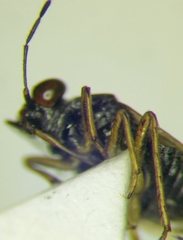 Saldula opacula