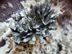 Hypogymnia apinnata