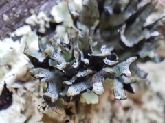Hypogymnia apinnata