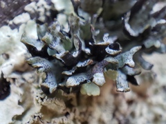 Hypogymnia apinnata