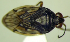 Saldula opacula