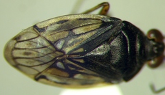 Saldula opacula