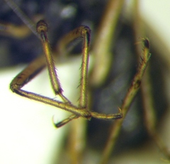 Saldula opacula