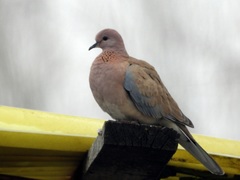 Streptopelia senegalensis