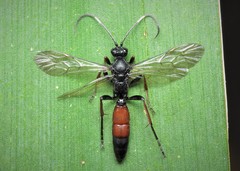 Stenichneumon culpator