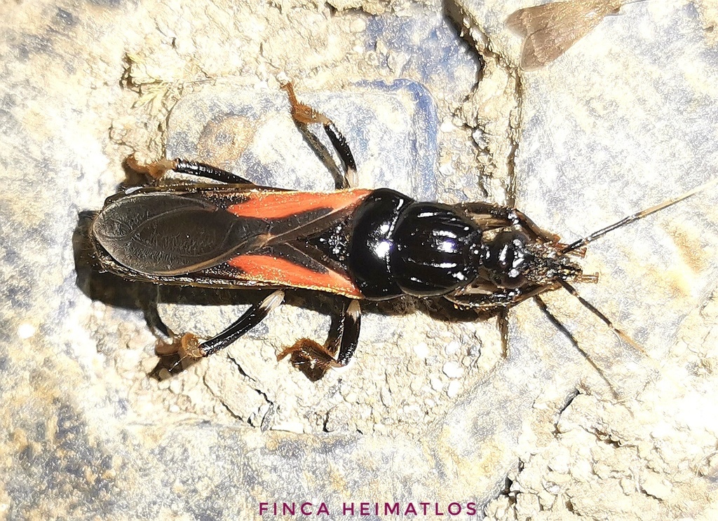 Sirthenea pedestris