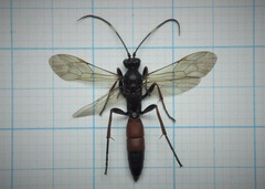 Stenichneumon culpator