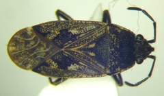 Sphragisticus nebulosus