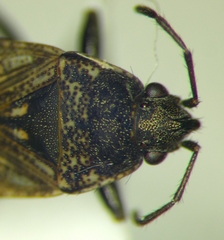 Sphragisticus nebulosus