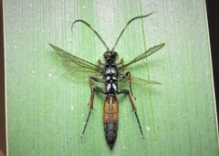 Stenichneumon culpator