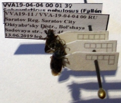 Sphragisticus nebulosus