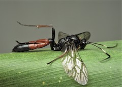 Stenichneumon culpator