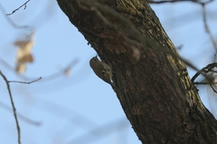 Regulus regulus regulus