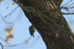 Regulus regulus regulus