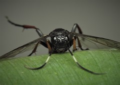 Stenichneumon culpator