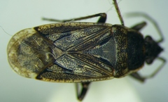 Sphragisticus nebulosus
