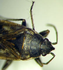 Sphragisticus nebulosus