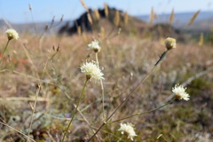 Cephalaria coriacea