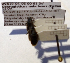 Sphragisticus nebulosus