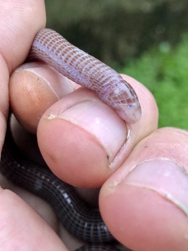 Southwest Iberian Worm Lizard, Parque Florestal de Monsanto, Lisboa, Lisboa, PT, photo 7 of 10