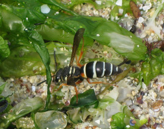 Pseudepipona herrichii