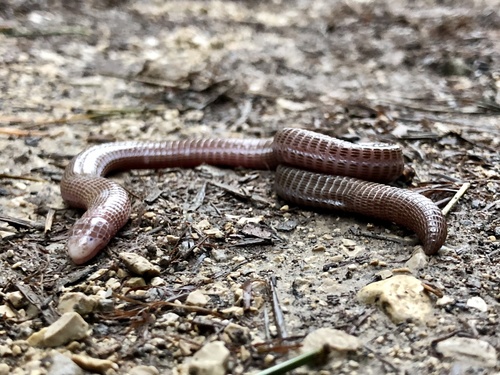 Southwest Iberian Worm Lizard, photo 2 of 10