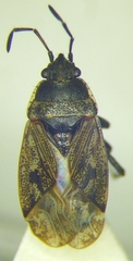 Sphragisticus nebulosus