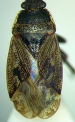 Sphragisticus nebulosus
