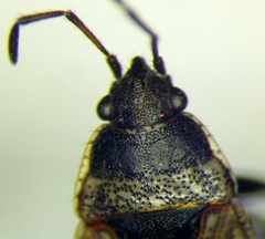 Sphragisticus nebulosus