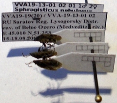 Sphragisticus nebulosus