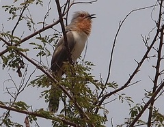 Coccycua pumila