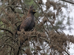 Lophaetus occipitalis