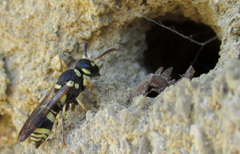 Stenancistrocerus obstrictus