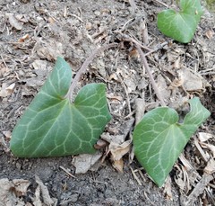 Asarum hartwegii