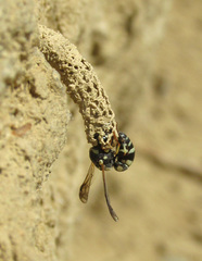 Stenancistrocerus obstrictus