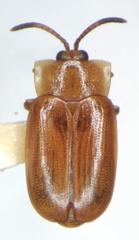 Cephaloleia dilaticollis