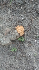 Desarmillaria caespitosa image
